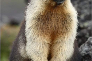 Black-włosy uziemienie: styl życia mały gryzoń Black-włosy uziemienie: styl życia mały gryzoń